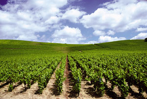 Assurance crédit Domaine Viticole, Assurance-crédit Négociants en vins, Assurance-crédit tpe Vini-Viticoles
