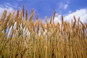 Caution Agro-alimentaire Caution agro-alimentaire