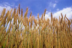 Caution produits Agro-alimentaire